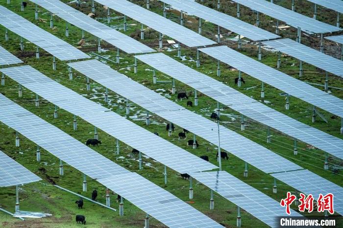 柯拉光伏板距地面高度超過1.8米，可滿足植被生長(zhǎng)需要，又能保障牛羊放牧空間，實(shí)現(xiàn)“牧光”互補(bǔ)。　劉忠俊 攝