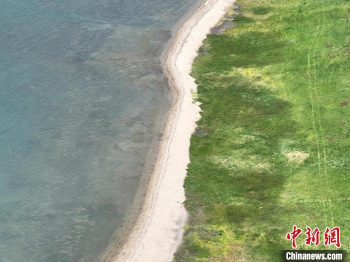 圖為航拍仲夏時(shí)節(jié)，青海湖畔綠茵如毯。　祁增蓓 攝