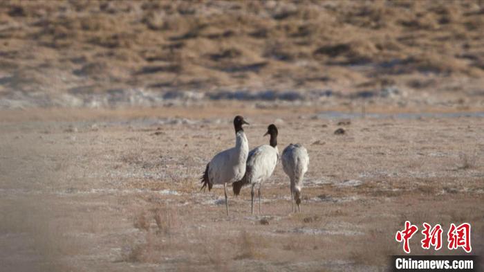珍稀鳥類黑頸鶴、灰鶴現(xiàn)身青海格爾木