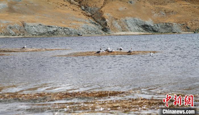 圖為瑪旁雍錯濕地棲息的水鳥?！≮w朗 攝