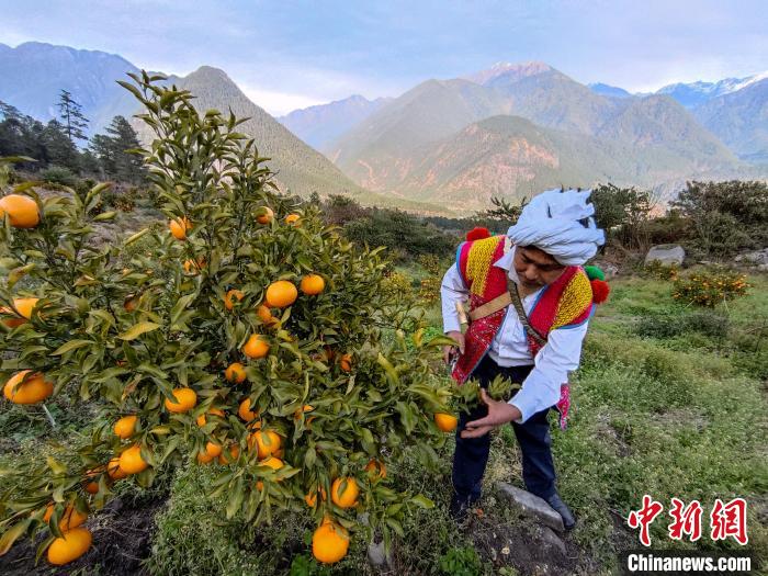 林芝下察隅鎮(zhèn)京都村101畝耙耙柑豐收?！〗w波 攝