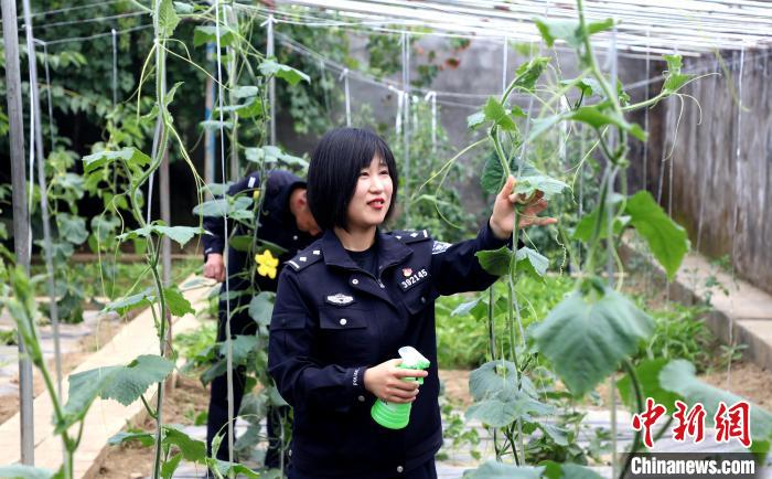 圖為李冬雪在溫室大棚里勞作?！∥鞑爻鋈刖尺叿罊z查總站供圖