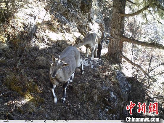 圖為相同位點記錄到的雪豹主要獵物—巖羊。　中國科學院昆明動物研究所提供
