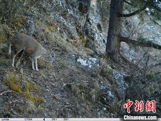 圖為相同位點記錄到的國家一級重點保護野生動物—馬麝?！≈袊茖W院昆明動物研究所提供