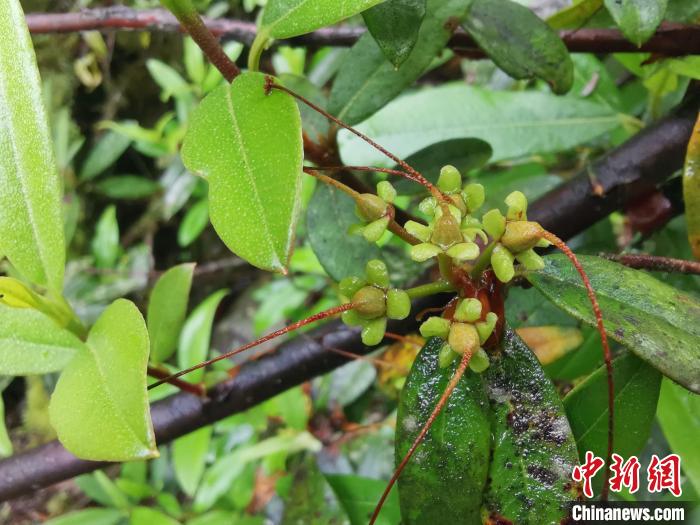 圖為折萼杜鵑果實(shí)圖?！≈锌圃豪ッ髦参镅芯克峁? oldsrc=