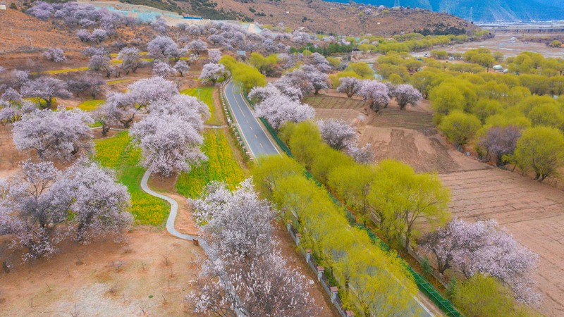 林芝桃花盛開。 張靜攝