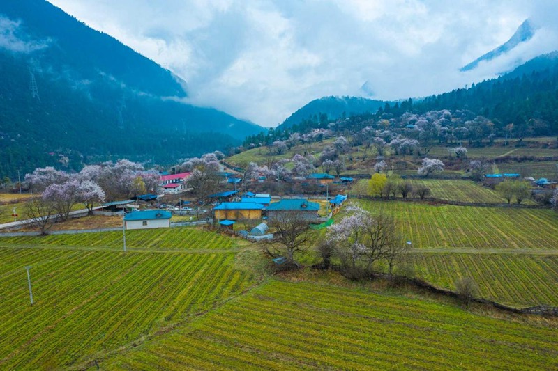 桃花村。 張靜攝