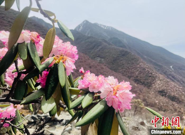 近日，西藏自治區(qū)山南市加查縣索囊溝的杜鵑花競相綻放?！∪轿木?攝