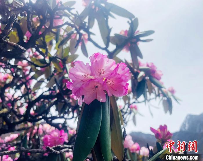 近日，西藏自治區(qū)山南市加查縣索囊溝的杜鵑花競相綻放?！∪轿木?攝