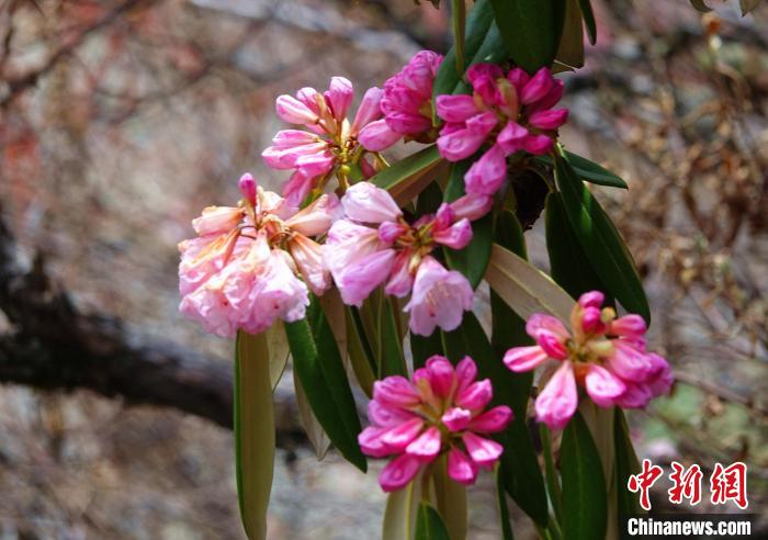 近日，西藏自治區(qū)山南市加查縣索囊溝的杜鵑花競相綻放?！∪轿木?攝