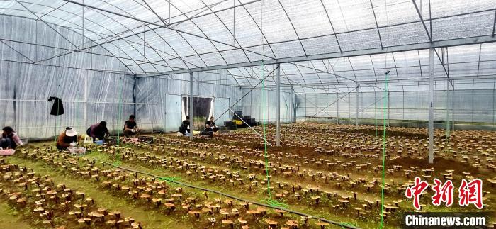 圖為紅太陽科技示范家庭農(nóng)場組織民眾采收靈芝?！∑酱胪喙﹫D