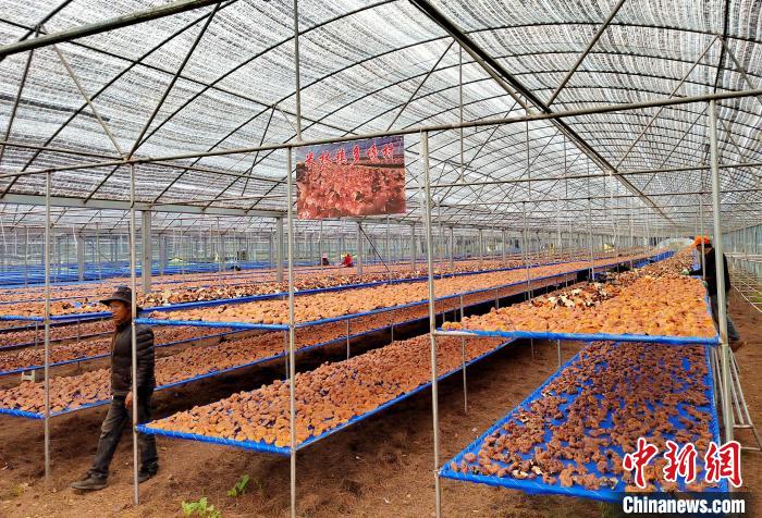 圖為紅太陽科技示范家庭農(nóng)場采收的靈芝?！∑酱胪喙﹫D
