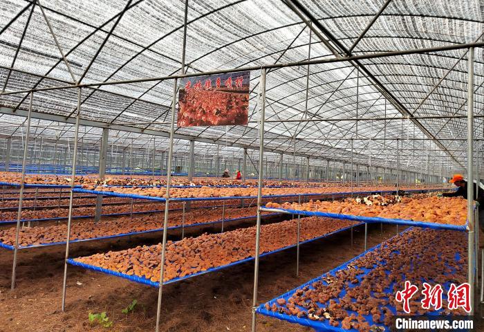 圖為紅太陽科技示范家庭農(nóng)場采收的靈芝?！∑酱胪喙﹫D