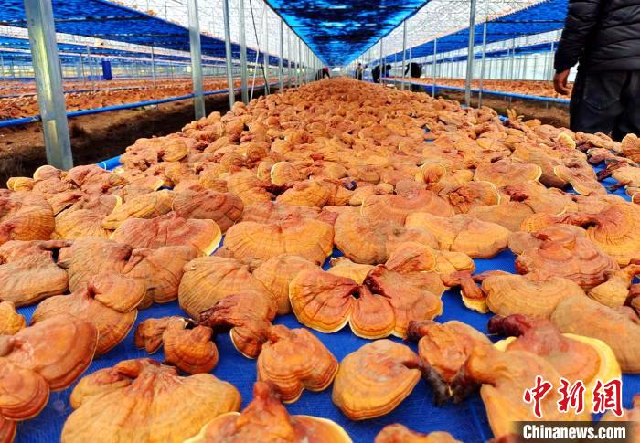 圖為紅太陽科技示范家庭農(nóng)場采收的靈芝?！∑酱胪喙﹫D