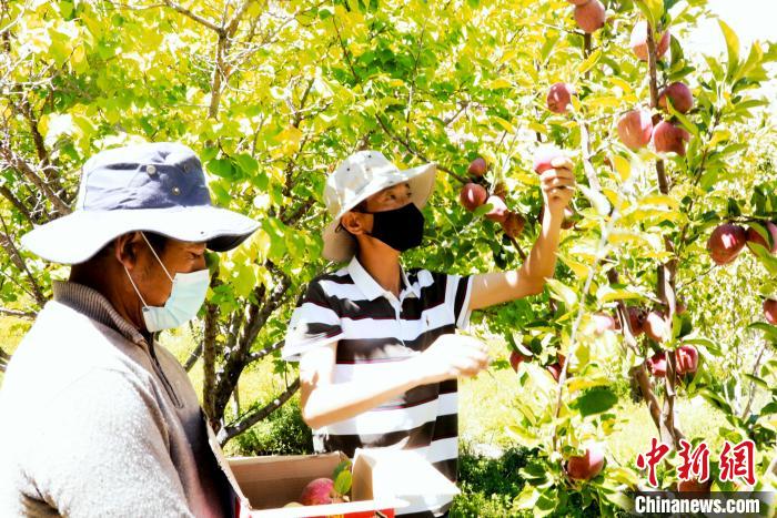 圖為西藏阿里札達(dá)縣底雅鄉(xiāng)村民在自家果園采摘果實(shí)?！“⑼?攝