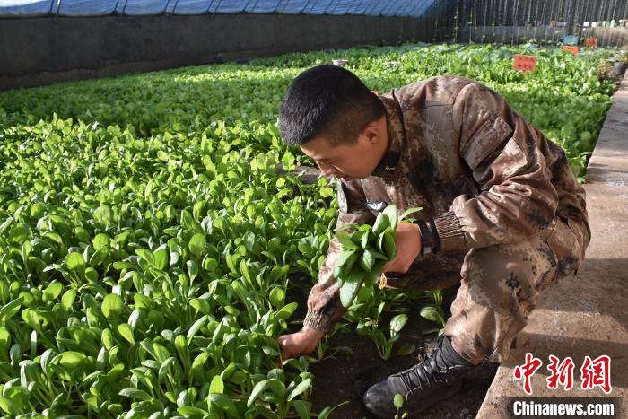 圖為阿里軍分區(qū)某邊防團(tuán)官兵在溫室摘菜?！￡悋[岳 攝
