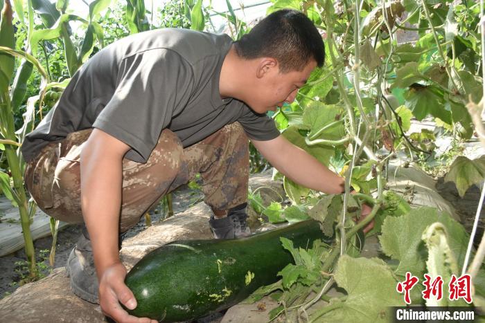 圖為阿里軍分區(qū)某邊防團(tuán)官兵在溫室摘菜。　陳嘯岳 攝