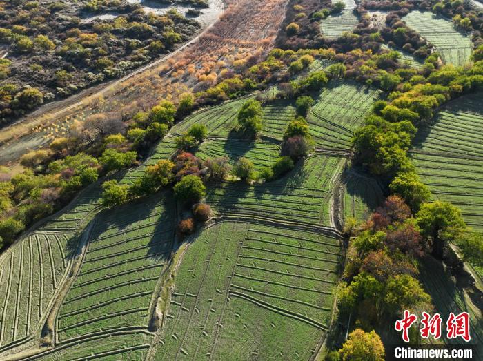 圖為11月8日，雅魯藏布江畔的高原梯田?！《拘?攝