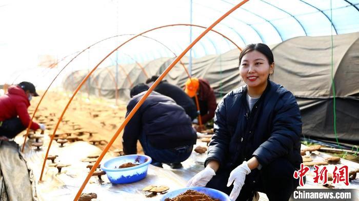 圖為農(nóng)民采收靈芝孢子粉。　鄧巴 攝