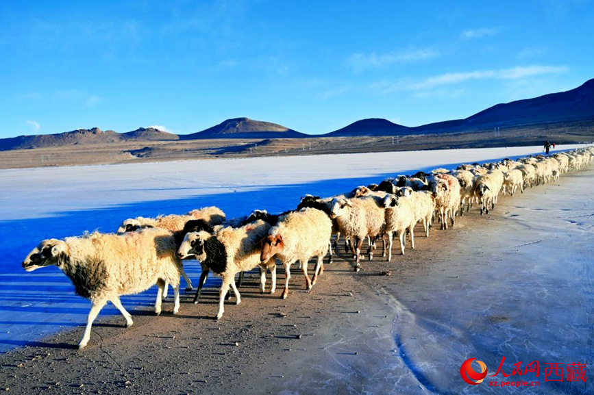 羊群排著隊穿過普莫雍錯。 人民網(wǎng) 李海霞攝
