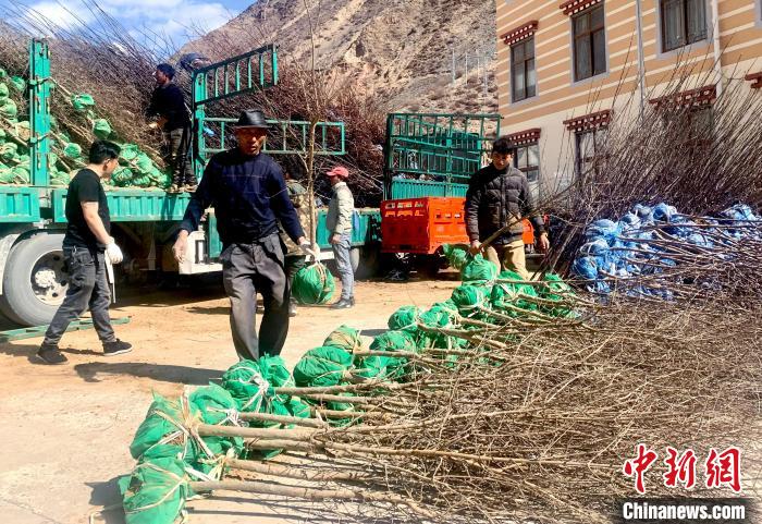 民眾搬運(yùn)苗木?！〔际忻⒖悼h委宣傳部供圖