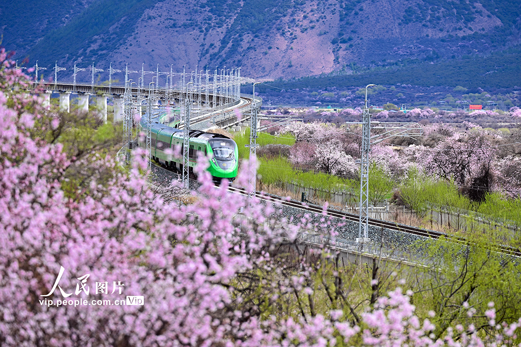 西藏林芝：雪域高原列車(chē)穿越花?！?】