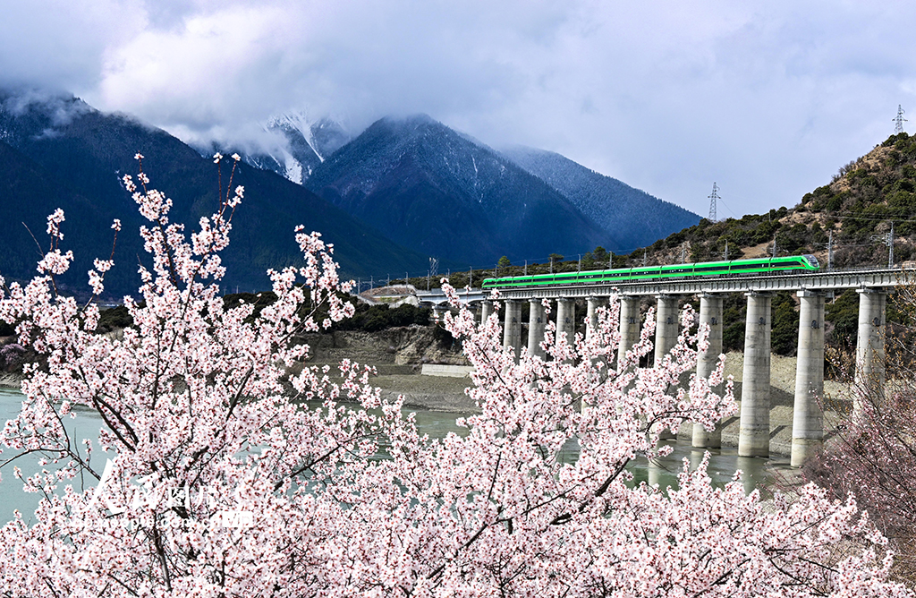 西藏林芝：雪域高原列車(chē)穿越花?！?】