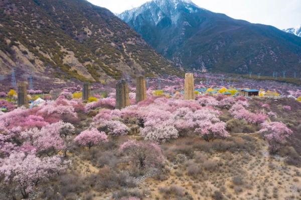 人間桃花源！林芝桃花有多絕？