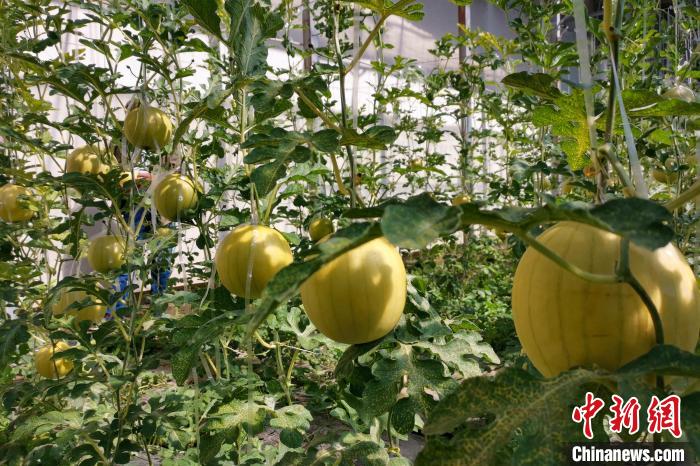圖為康馬縣大棚內(nèi)的金太陽西瓜?！⒔ㄜ?攝