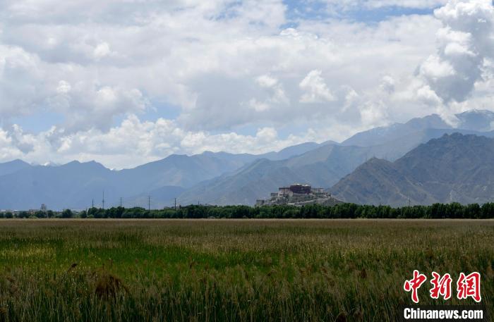 圖為6月22日，西藏拉薩拉魯濕地?！±盍?攝
