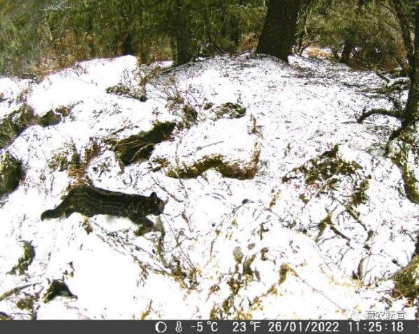西藏色季拉山發(fā)現(xiàn)雪豹、白頰獼猴等多種珍稀野生動物