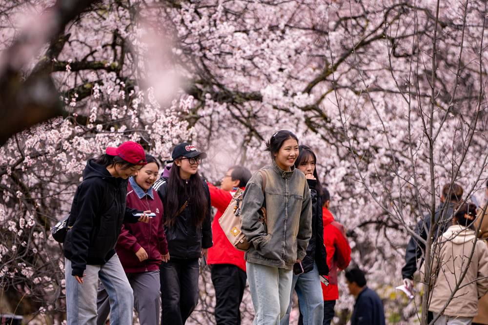 桃花盛開惹人醉，八方游客賞花來。徐馭堯攝