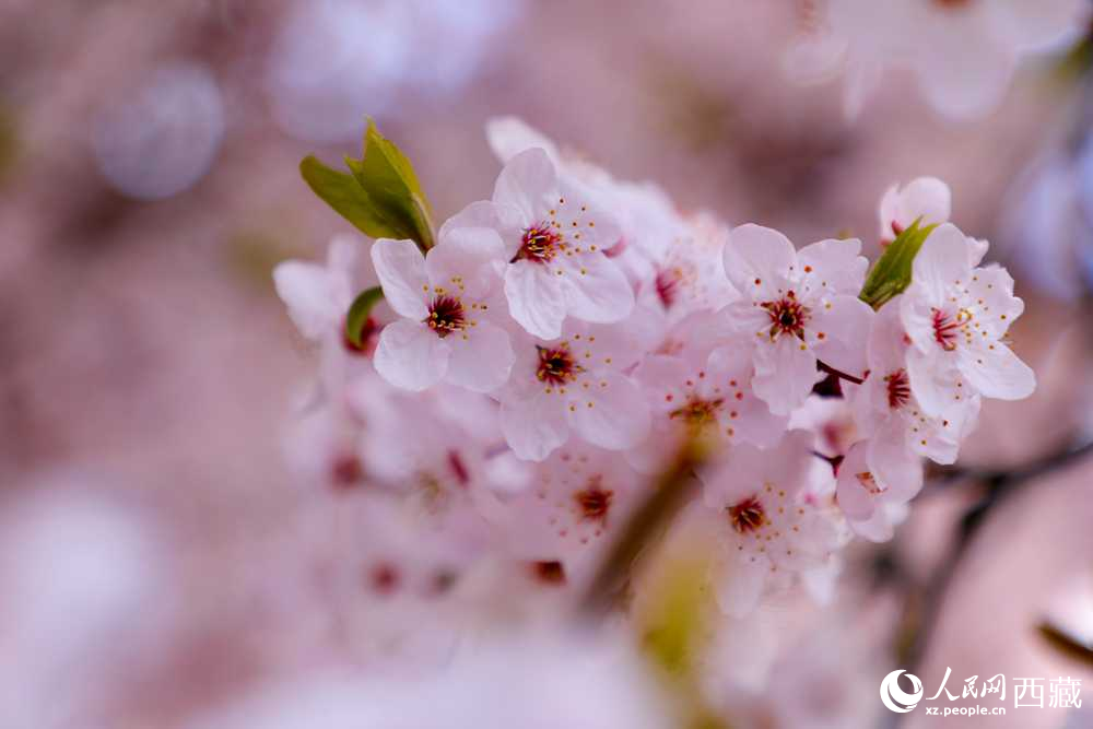 桃花盛開惹人醉。人民網(wǎng)記者 次仁羅布攝