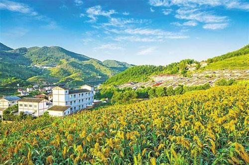 【理上網(wǎng)來o輝煌十九大】鄉(xiāng)村振興戰(zhàn)略：更綜合、全面、系統(tǒng)的發(fā)展戰(zhàn)略