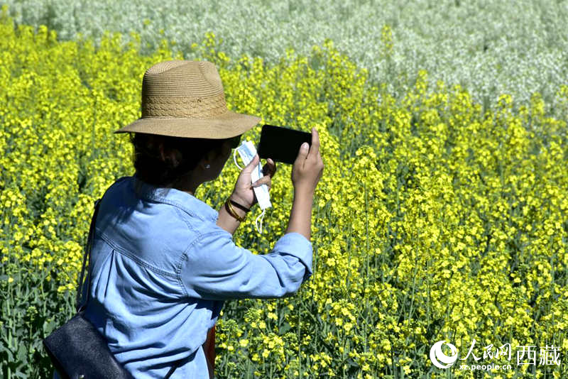 大片油菜花吸引游客到來(lái)。人民網(wǎng) 李海霞攝