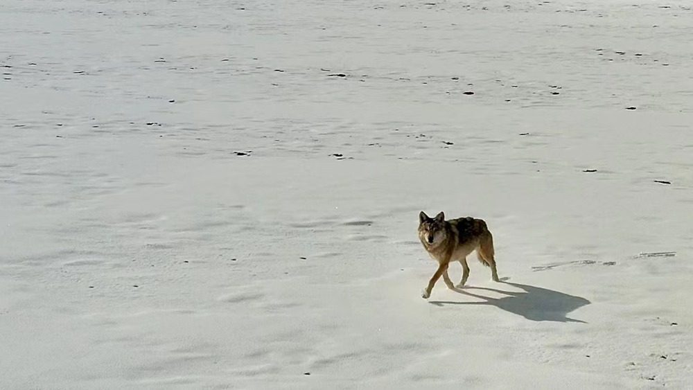 雪地里的阿里“狼”。