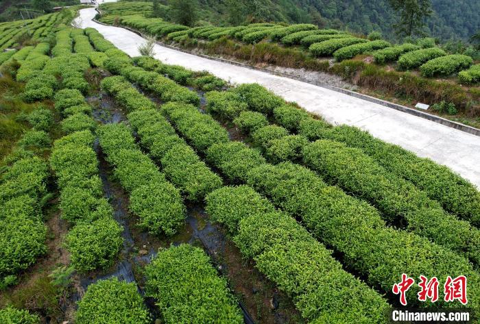 圖為西藏林芝市墨脫縣背崩鄉(xiāng)格林村山頂?shù)木坝^茶園。(無(wú)人機(jī)照片) 李林 攝